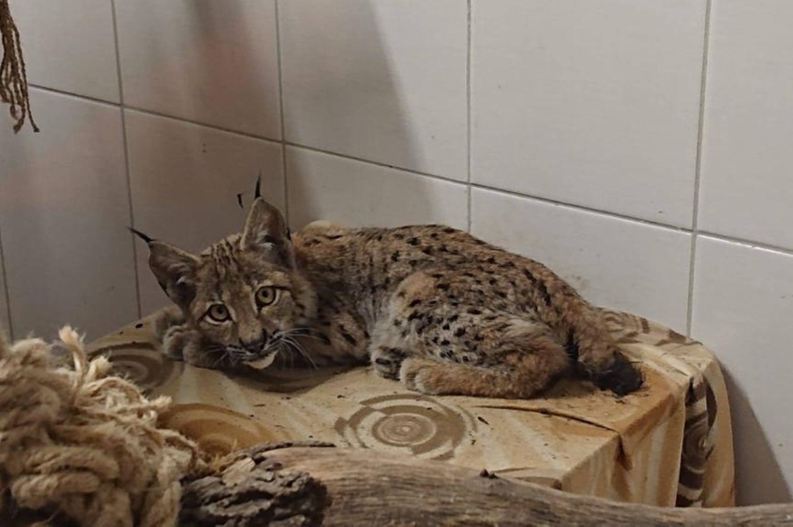 Anak lynx yang terluka diselamatkan di Yozgat Türkiye dilepaskan ke alam liar