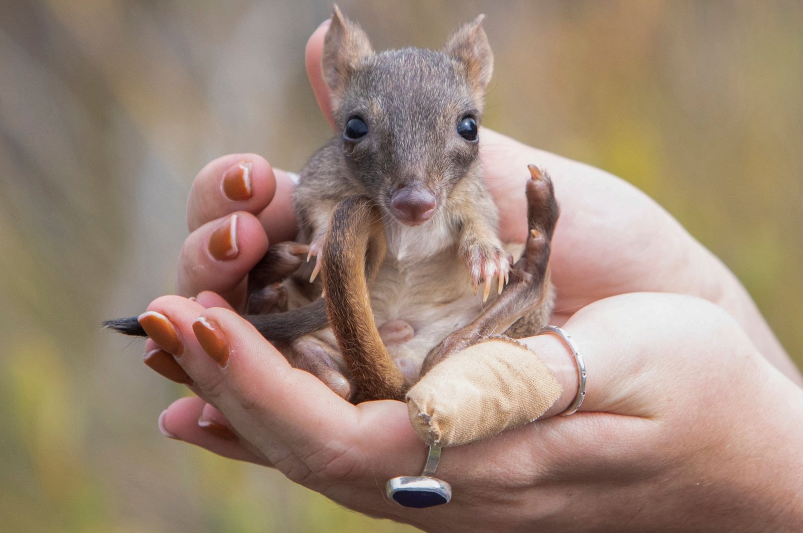 Setelah 100 tahun, ‘kanguru mini’ melompat kembali ke kehidupan di Australia