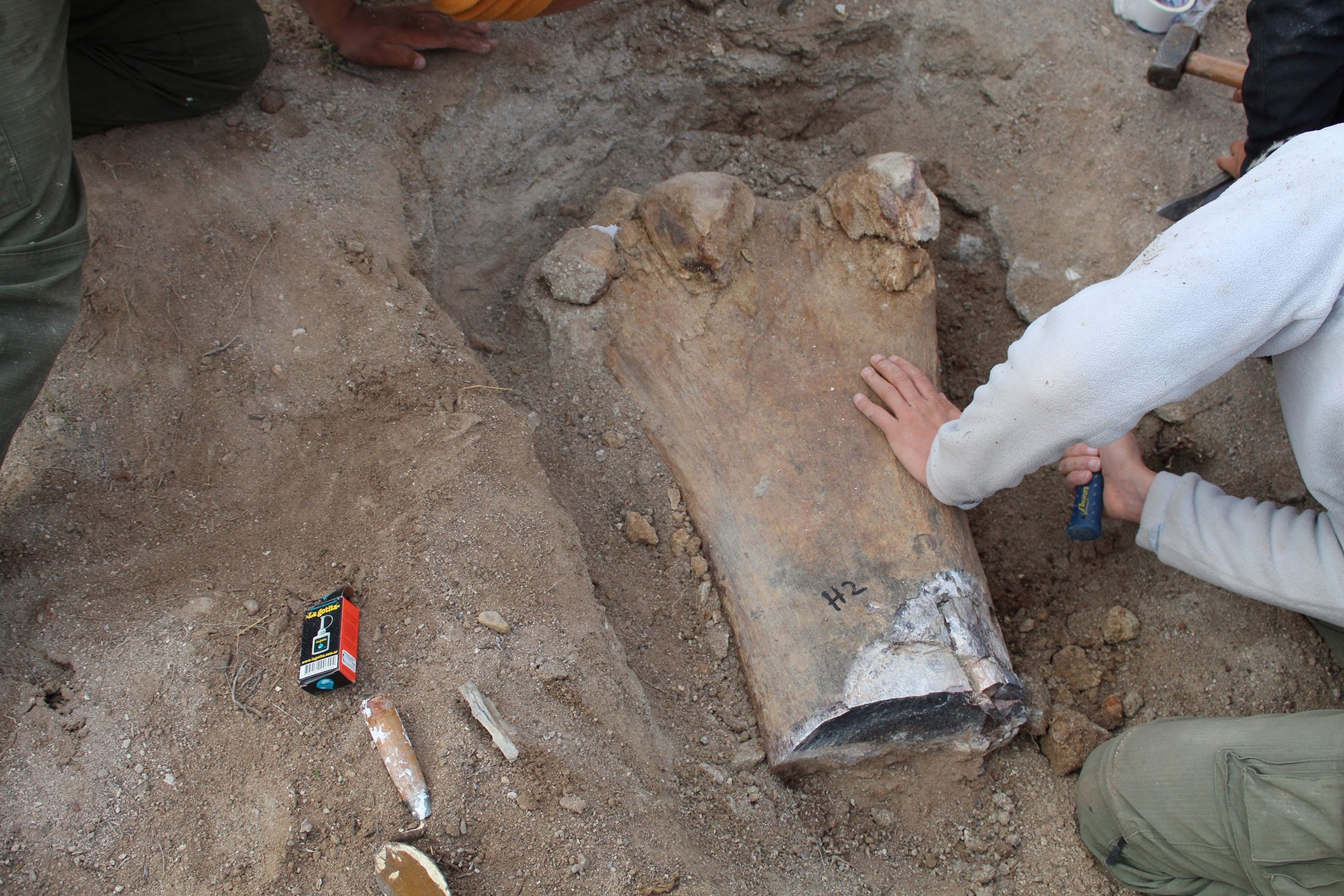 Seorang ahli paleontologi menggali tulang dan sisa-sisa milik a 