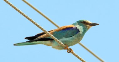 One of the 94 birds observed in Erhacı wetland in Iğdır, eastern Türkiye, May 20, 2023. (AA Photo)