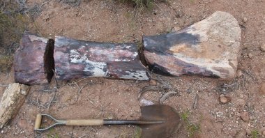 A bone that belonged to a &quot;Chucarosaurus Diripienda,&quot; in Pueblo Blanco Nature Reserve, in Rio Negro, Argentina, Oct. 16, 2019. (Reuters Photo)