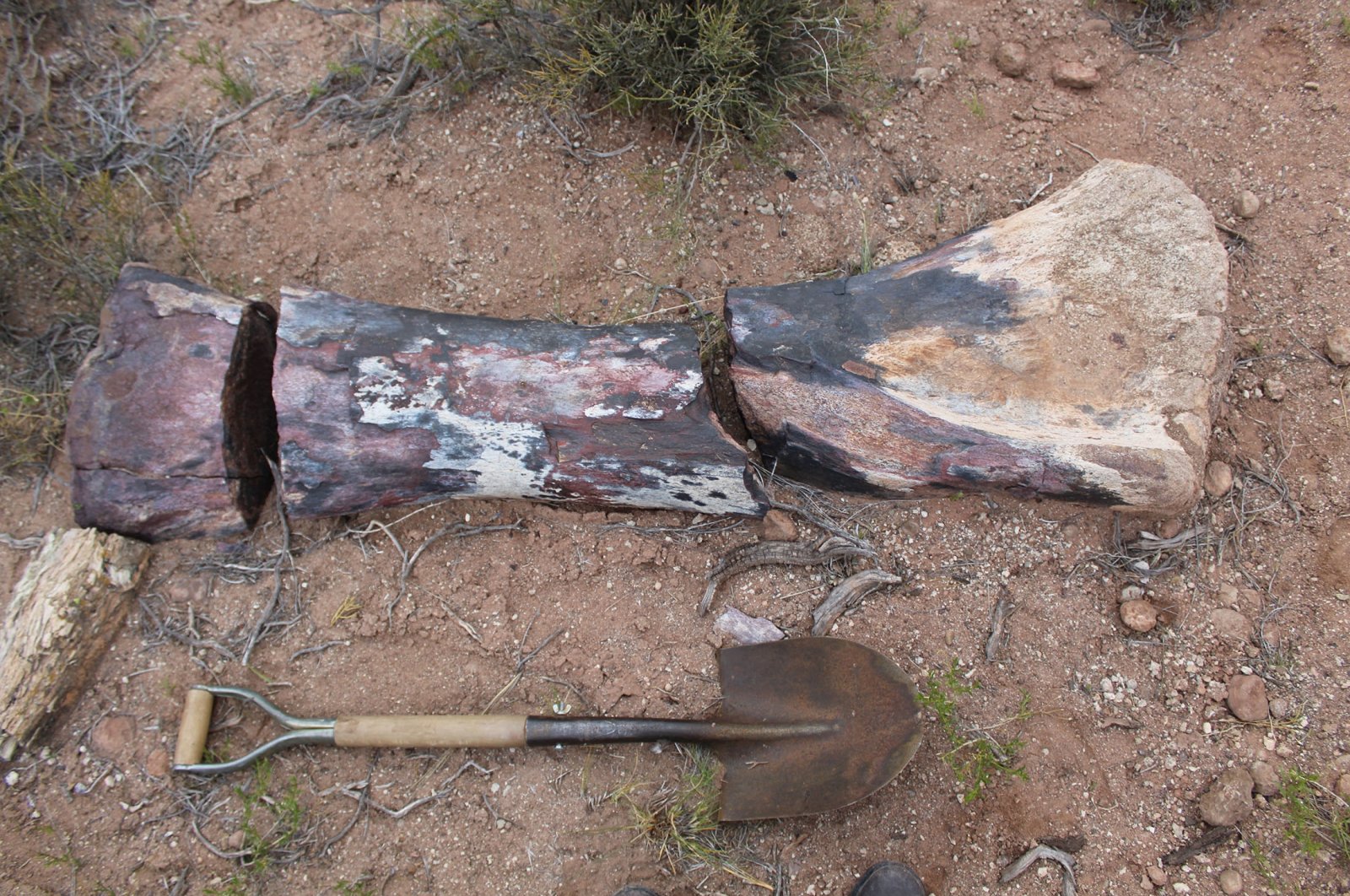 A bone that belonged to a &quot;Chucarosaurus Diripienda,&quot; in Pueblo Blanco Nature Reserve, in Rio Negro, Argentina, Oct. 16, 2019. (Reuters Photo)