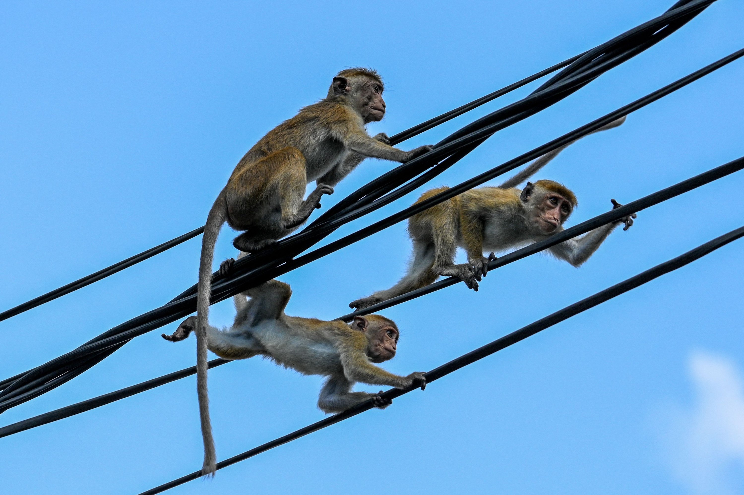 Monyet bermain di atas kabel listrik di sebuah jalan di kota Anuradhapura, India, 18 Mei 2023. (Foto AFP)