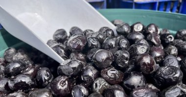 The famous Gemlik olives in Bursa, Türkiye, May 22, 2023. (AA Photo)