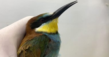 A southern ruby bee-eater spotted in Antalya, Türkiye, May 23, 2023. (AA Photo)