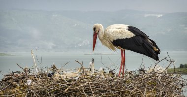 Yaren the stork is seen taking care of her chicks in the nest, Bursa, northwestern Türkiye, May 23, 2023. (AA Photo)