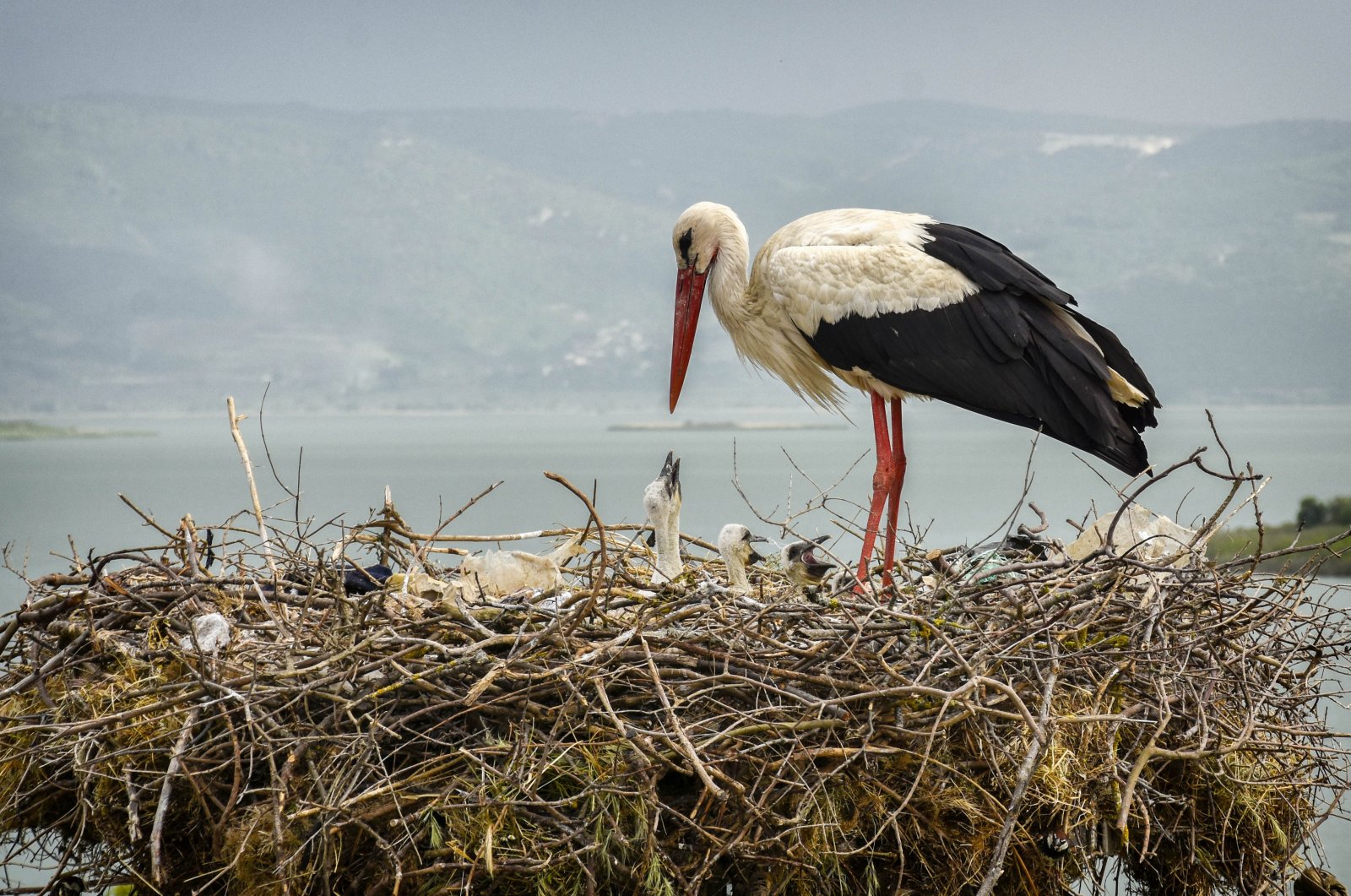 Yaren the stork is seen taking care of her chicks in the nest, Bursa, northwestern Türkiye, May 23, 2023. (AA Photo)