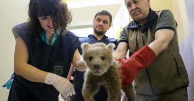 A bear cub is seen with veterinarians at Uludag University, Bursa, Türkiye, May 25, 2023. (DHA Photo)