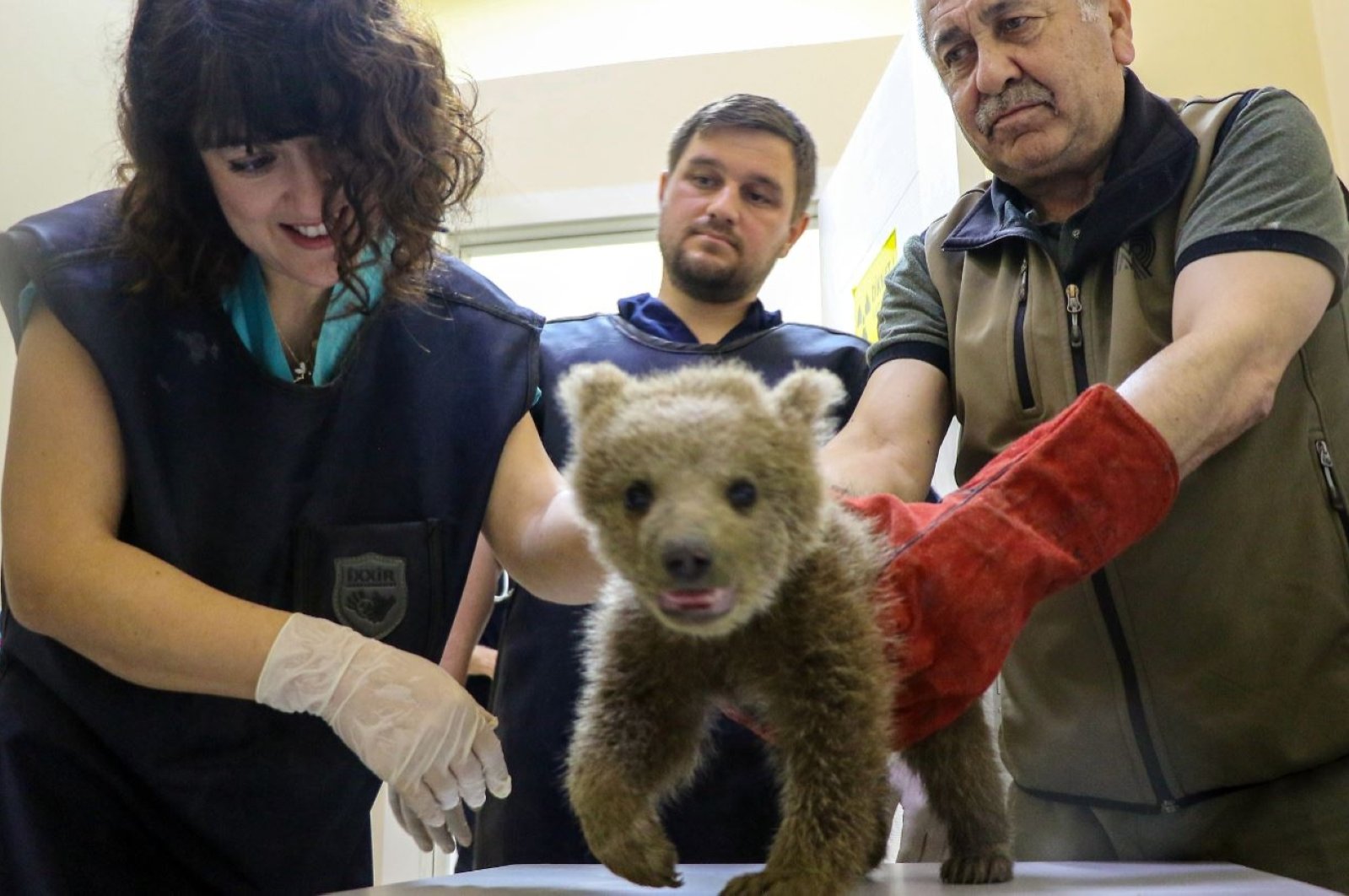 Anak beruang dengan kaki retak diselamatkan di Türkiye’s Bursa