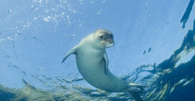 An endangered Mediterranean monk seal swims in Gokova Bay, Muğla, Türkiye. (Shutterstock Photo)