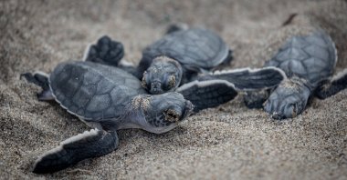 Baby green sea turtles, at Akyatan Beach, in Adana, Türkiye, Aug. 24, 2018. (Getty Images Photo)