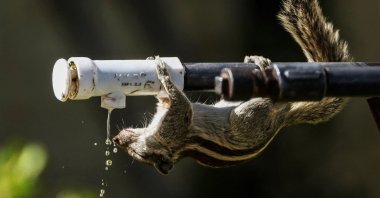 A squirrel drinks water from a tap during a hot summer day, in Ajmer, India, May 20, 2023. (AFP Photo)