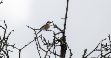 A unique bird species sighted on &quot;Biodiversity Day&quot; in METU Ankara, Türkiye, on May 23, 2023. (AA Photo)