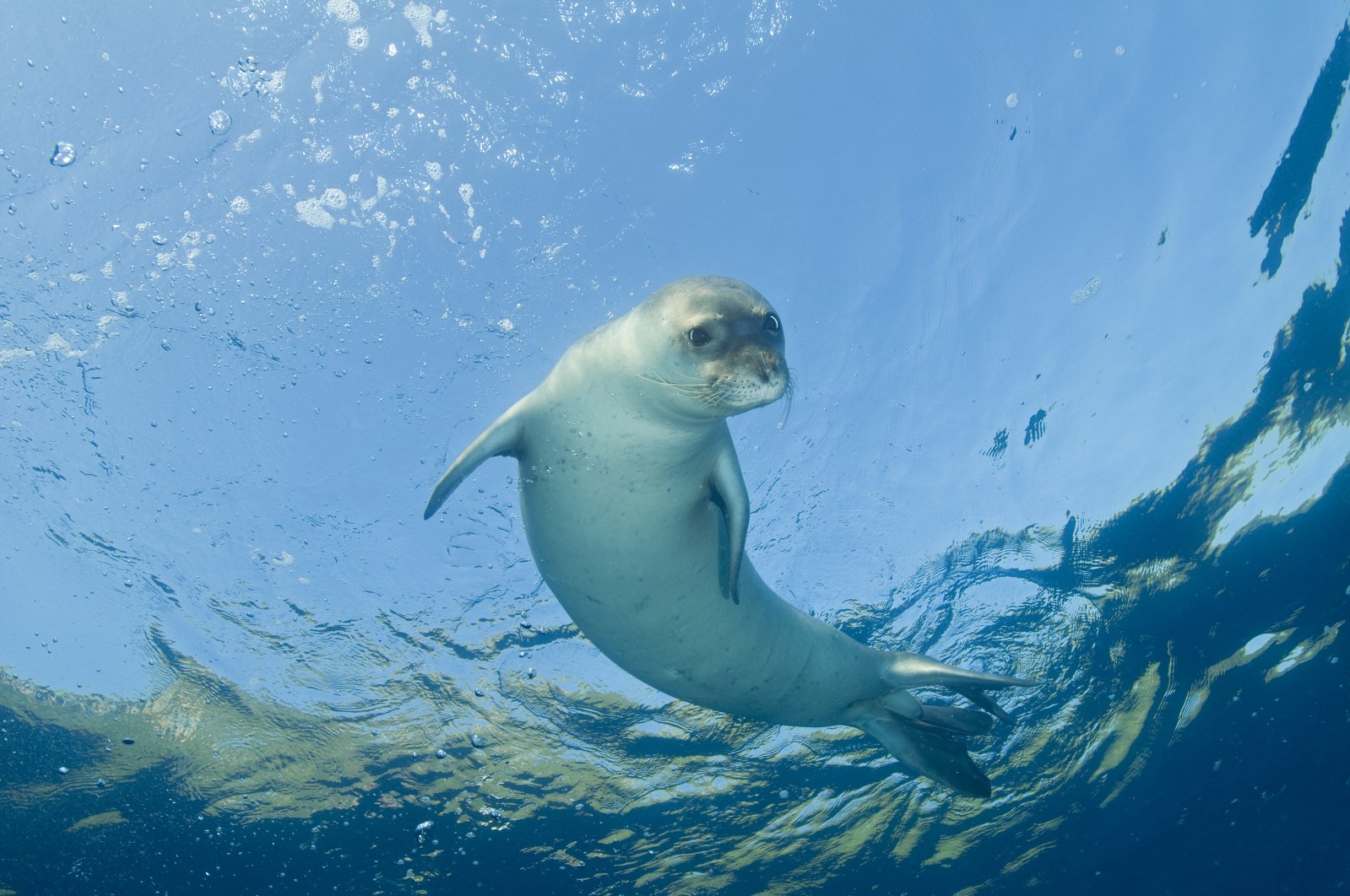 Aktivitas manusia membahayakan berkurangnya anjing laut biksu Mediterania