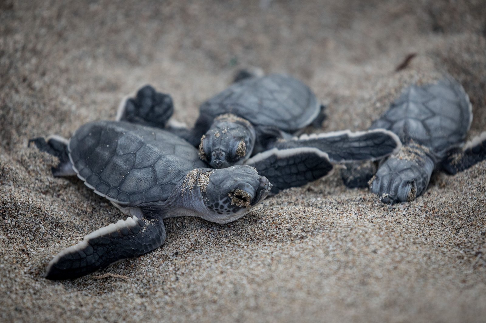 Baby green sea turtles, at Akyatan Beach, in Adana, Türkiye, Aug. 24, 2018. (Getty Images Photo)