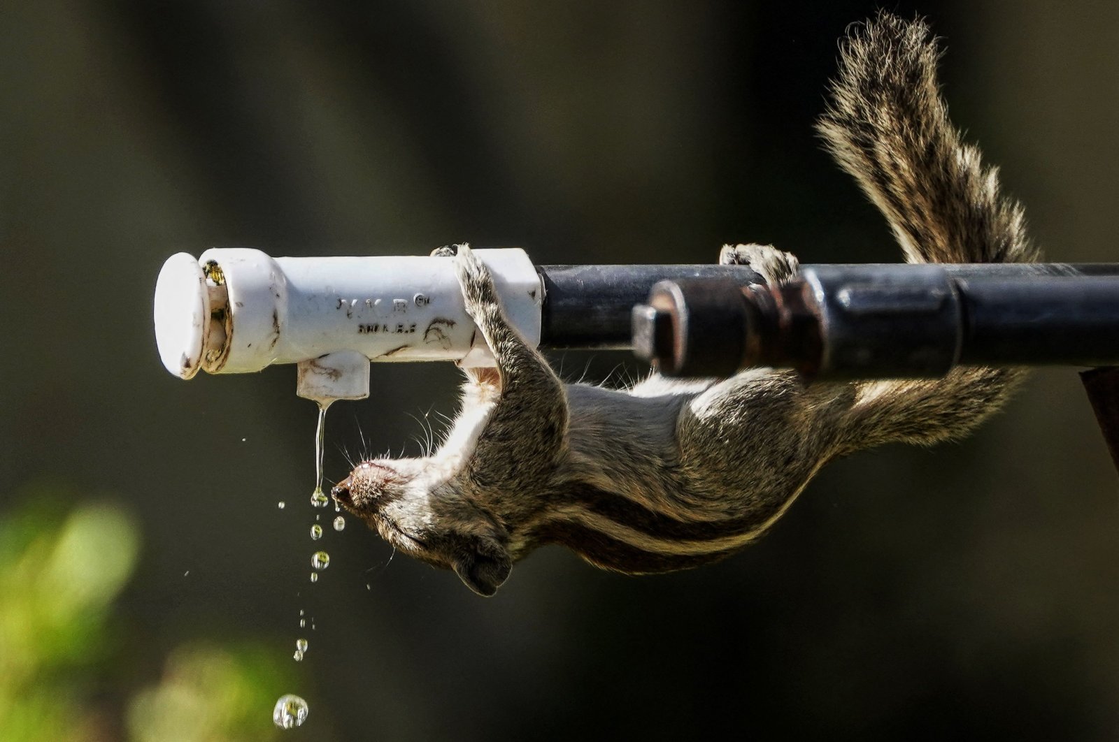 A squirrel drinks water from a tap during a hot summer day, in Ajmer, India, May 20, 2023. (AFP Photo)