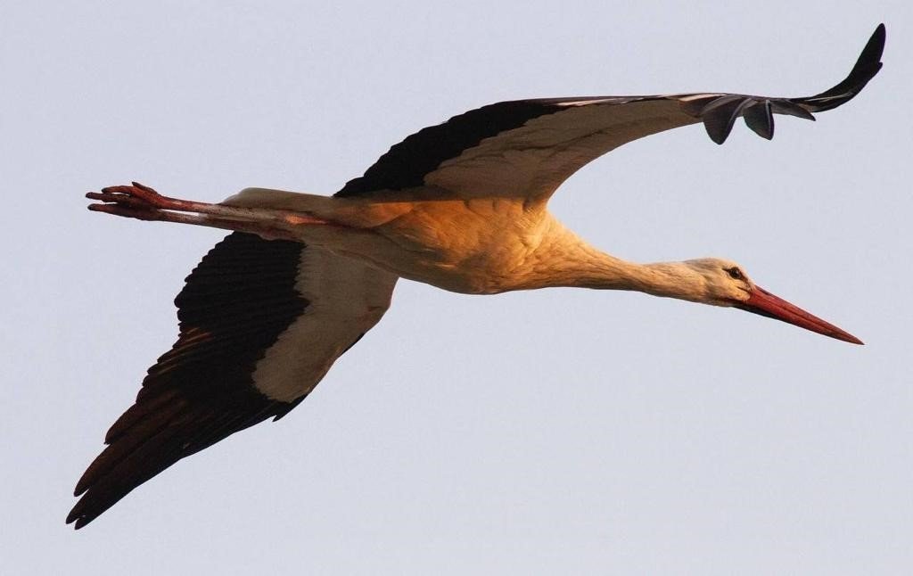 A stork flies over Mersin, Türkiye, May 28, 2023. (IHA Photo)