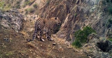 An Anatolian leopard roams at an undisclosed location on this undated photo, Türkiye. (DHA Photo)