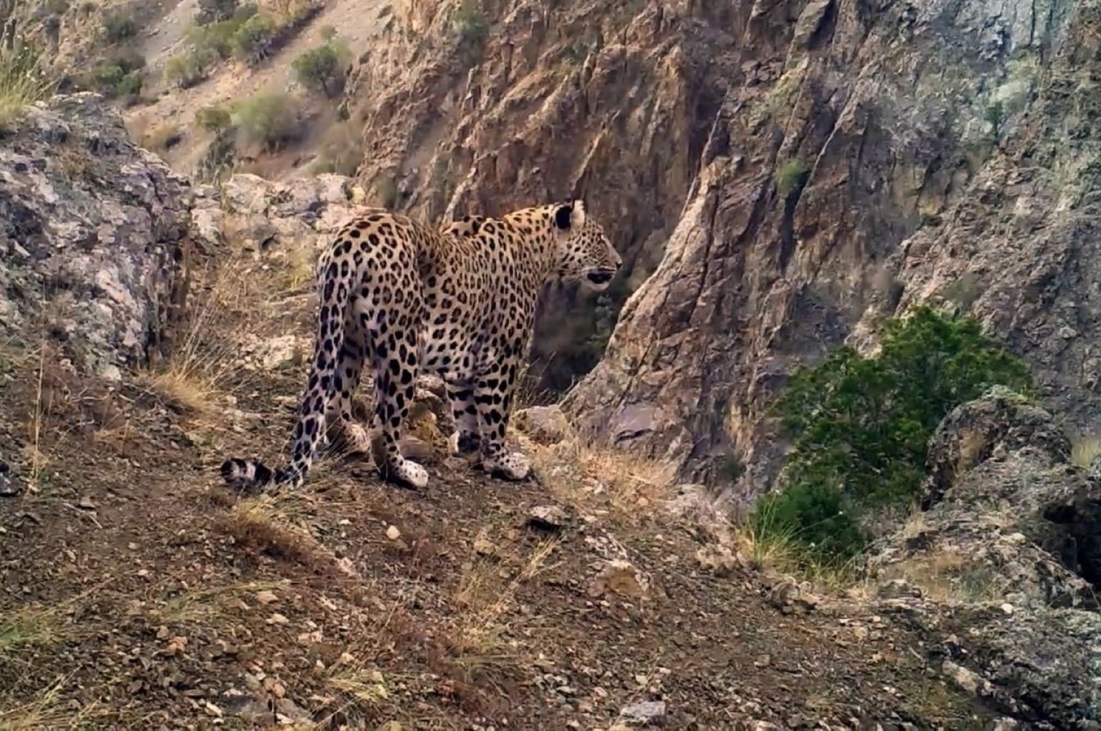 An Anatolian leopard roams at an undisclosed location on this undated photo, Türkiye. (DHA Photo)