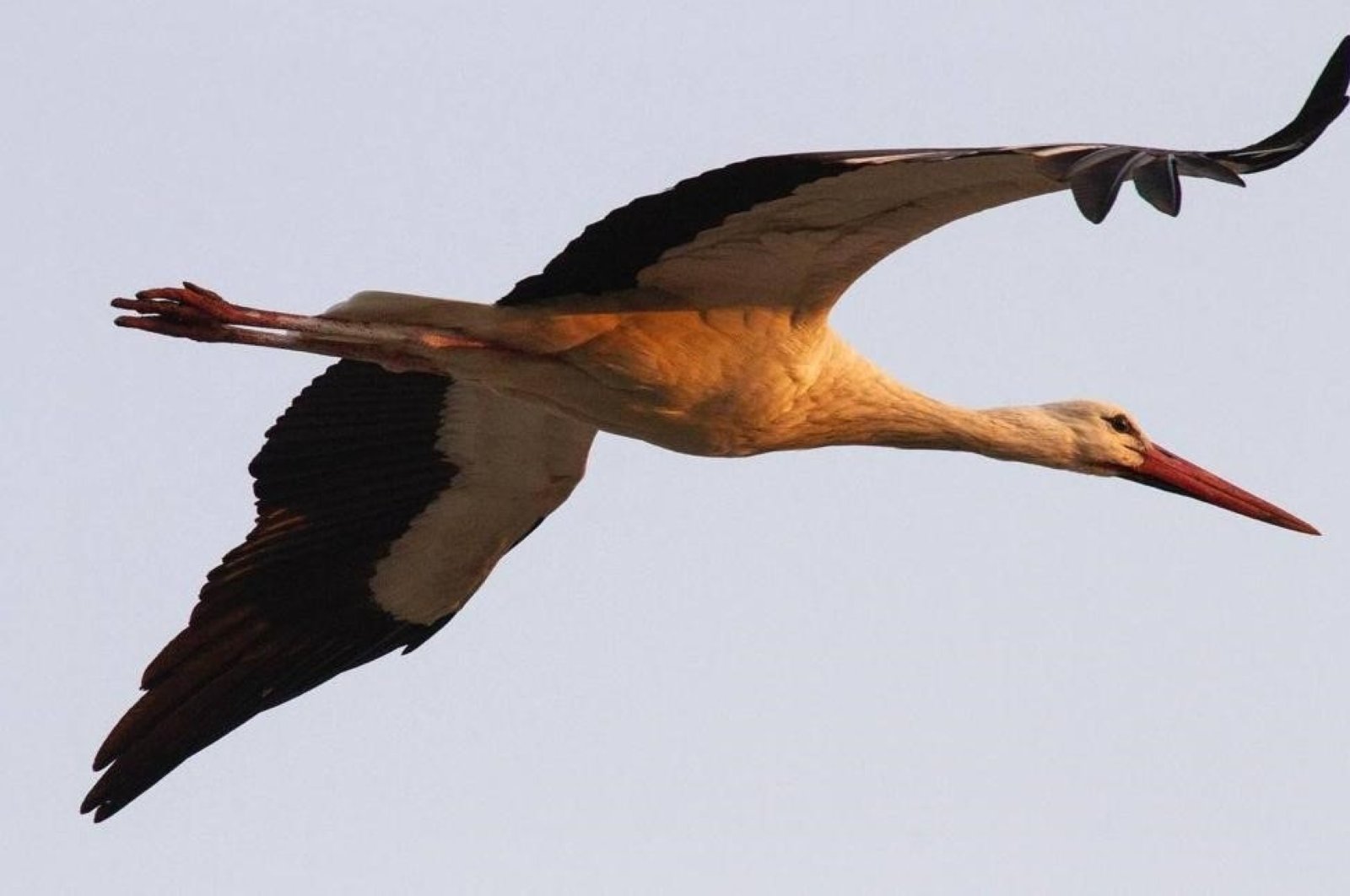 Konservasi burung migran dimulai di Mersin Türkiye