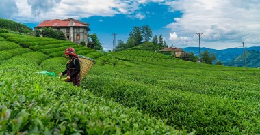 In Türkiye there are a lot of options for flowering plants, succulents, produce and herbs that are perfect for planting to harvest in summer. (Shutterstock Photo)