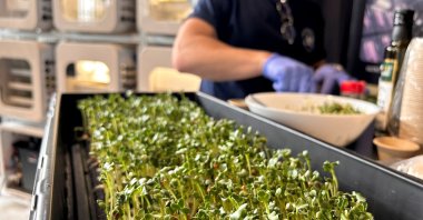 A team member from Interstellar Lab of Merritt Island, prepares Daikon Radish sprouts during NASA's Deep Space Food Challenge, in New York, U.S., May 19, 2023. (Reuters Photo)