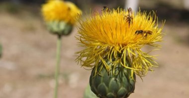 The blooming tülüşah flowers in Kuşadası, Aydın, Türkiye, May 30, 2023. (IHA Photo)
