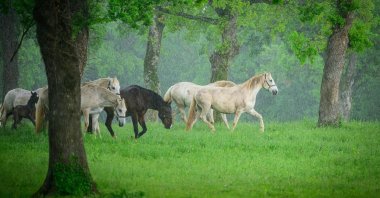 Lipizzan horses are seen in the meadows during pasture in Lipica, Slovenia, May 13, 2023. (AFP Photo)