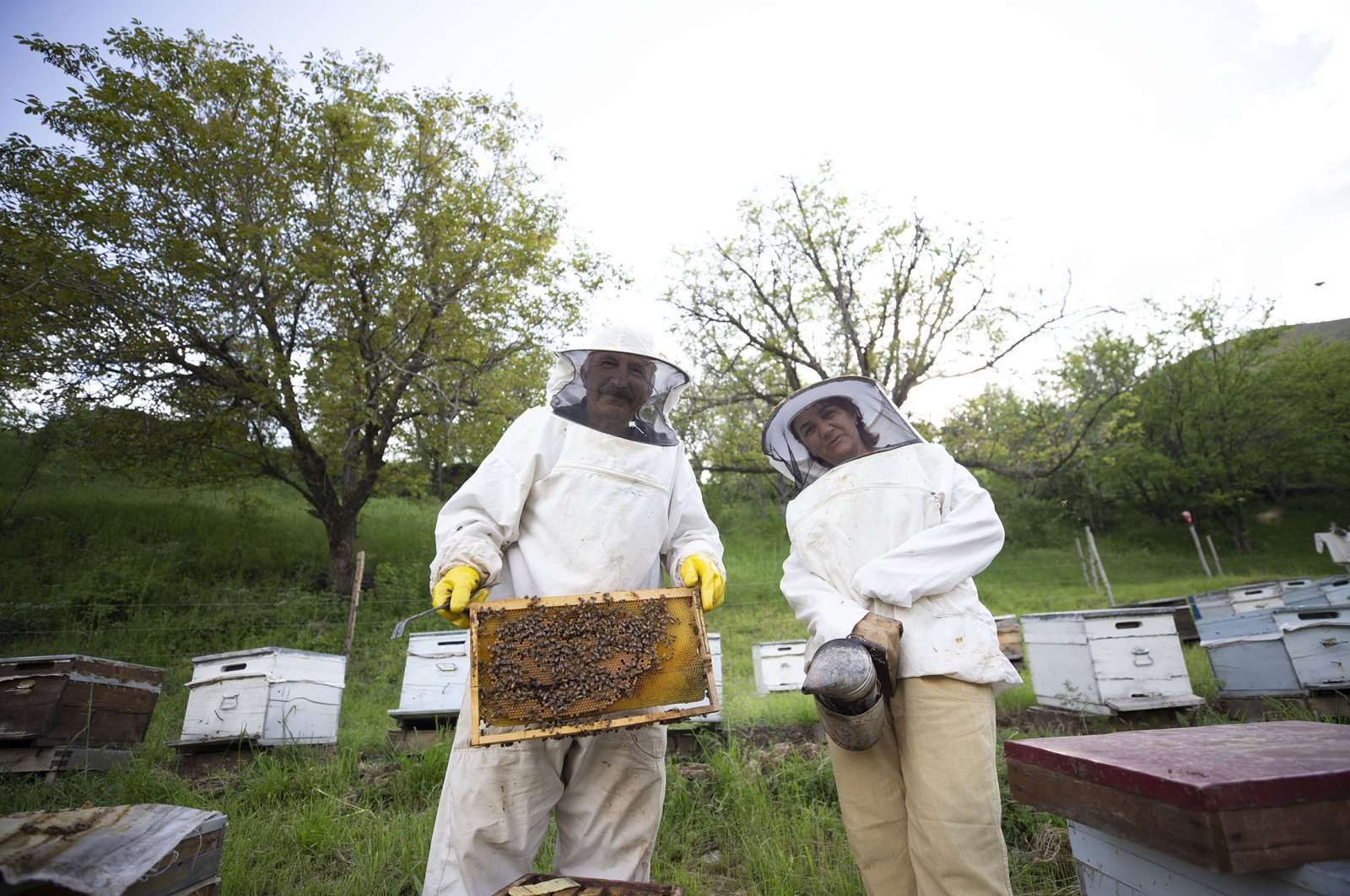 Pasangan peternak lebah Bingöl terus menghasilkan madu terbaik selama 30 tahun