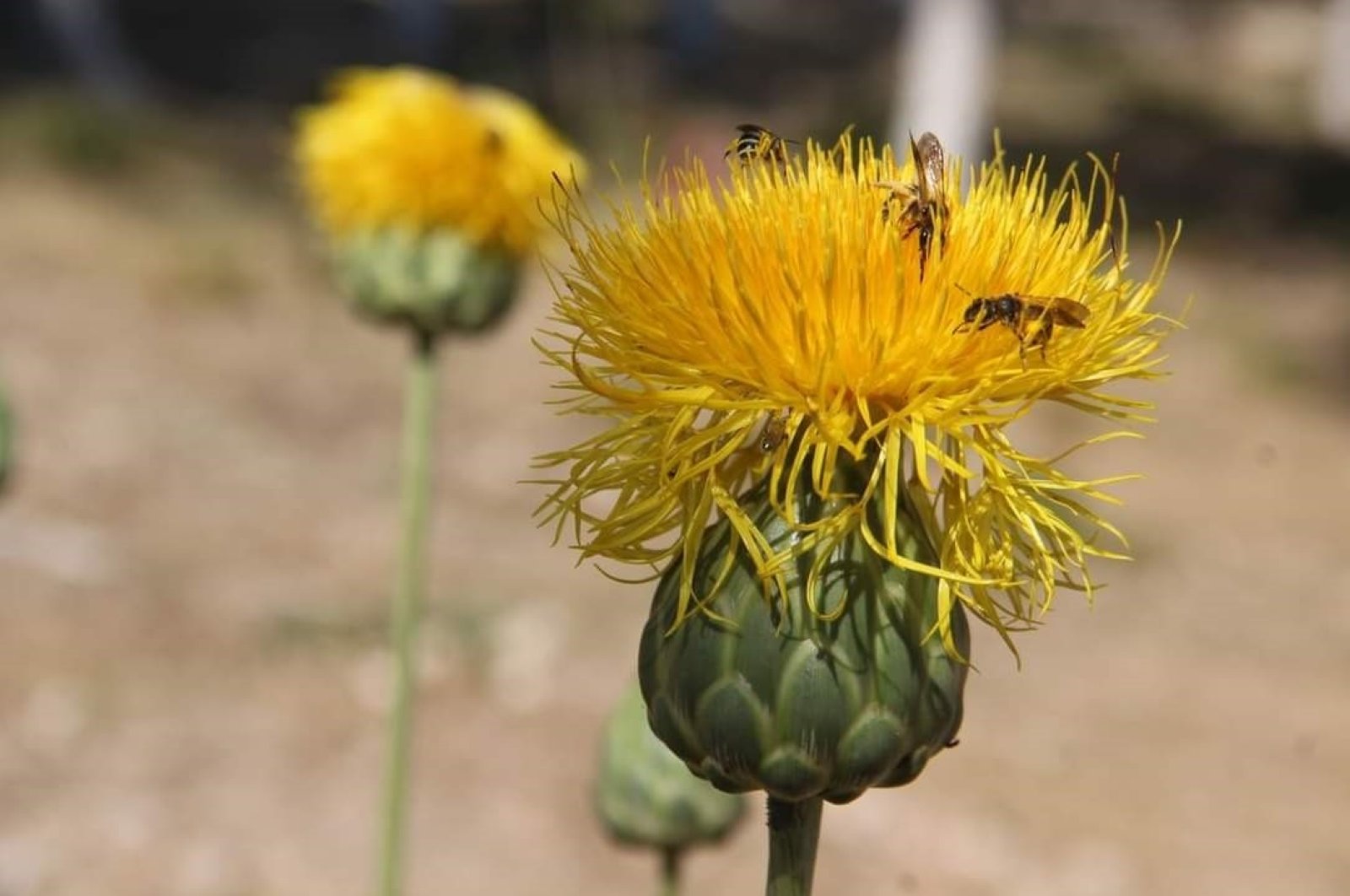Pemerintah mengambil langkah-langkah untuk menyelamatkan bunga tülüşah yang terancam punah di Aydın Türkiye
