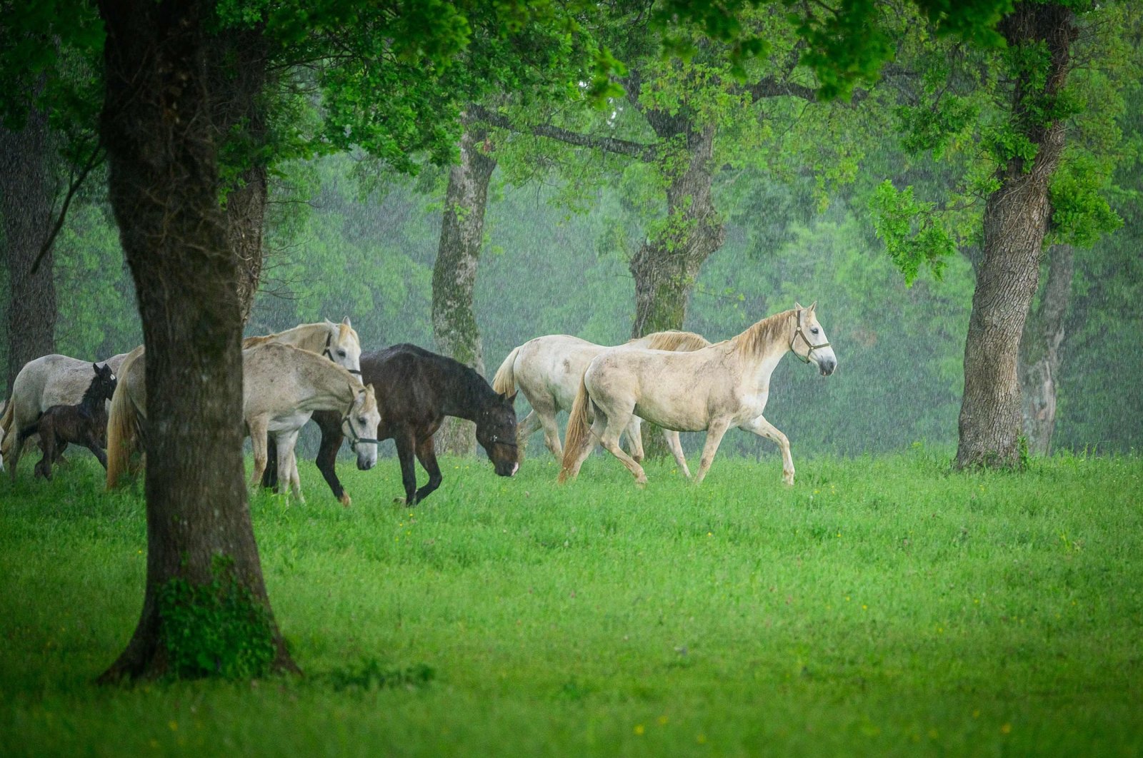 UNESCO mengakui kuda Lipizzan yang luar biasa dan terkenal di Slovenia