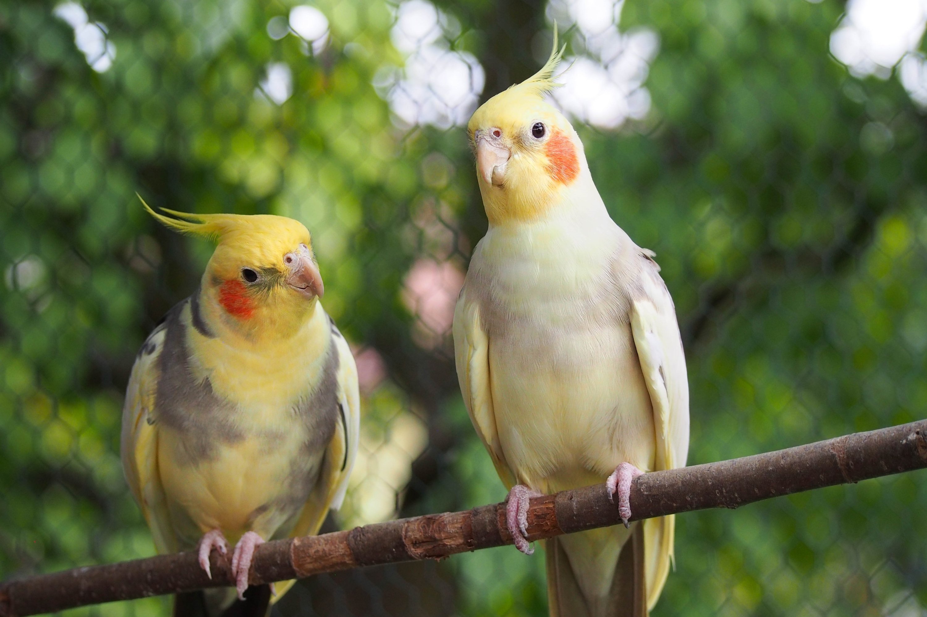 Dua burung beo cockatiel kuning duduk di dahan di taman.  (Foto Shutterstock)