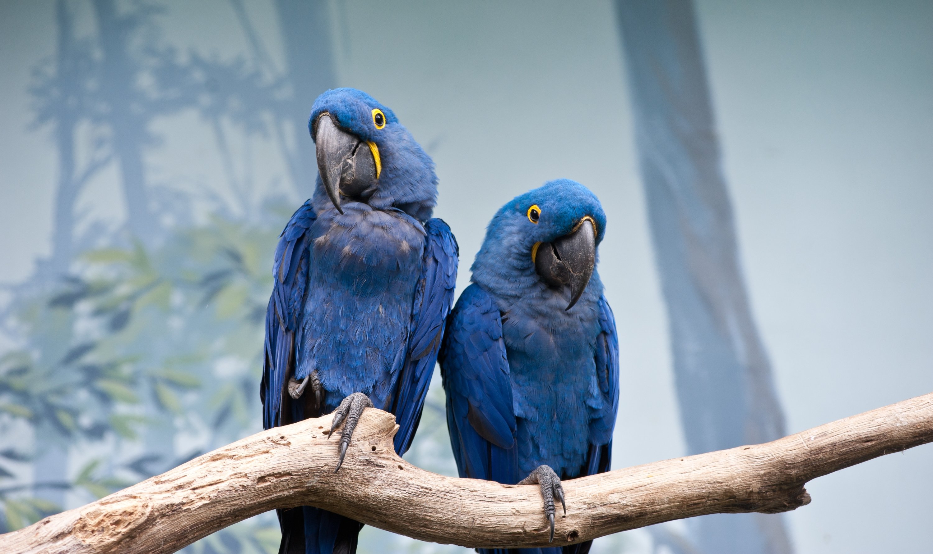 Parrot Colour Uniform Parrot Colour Uniform