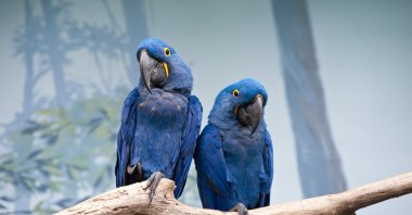 Blue macaws sitting on a branch. (Shutterstock Photo) 