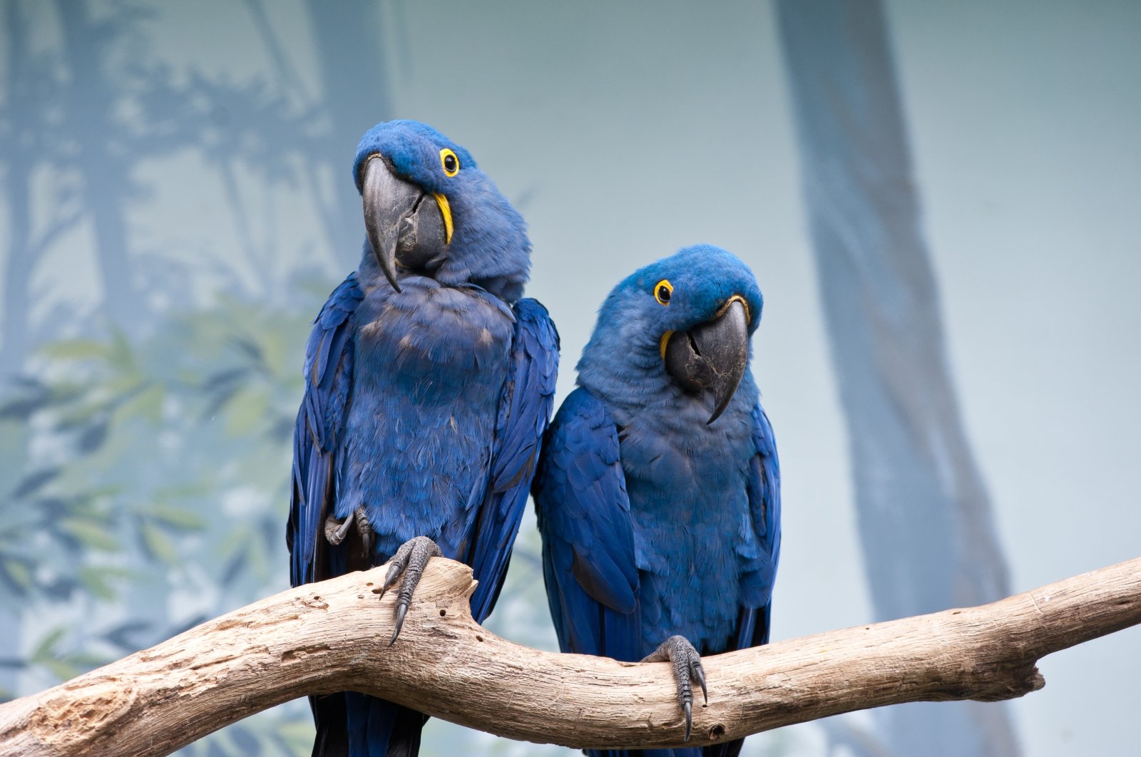 Blue macaws sitting on a branch. (Shutterstock Photo) 