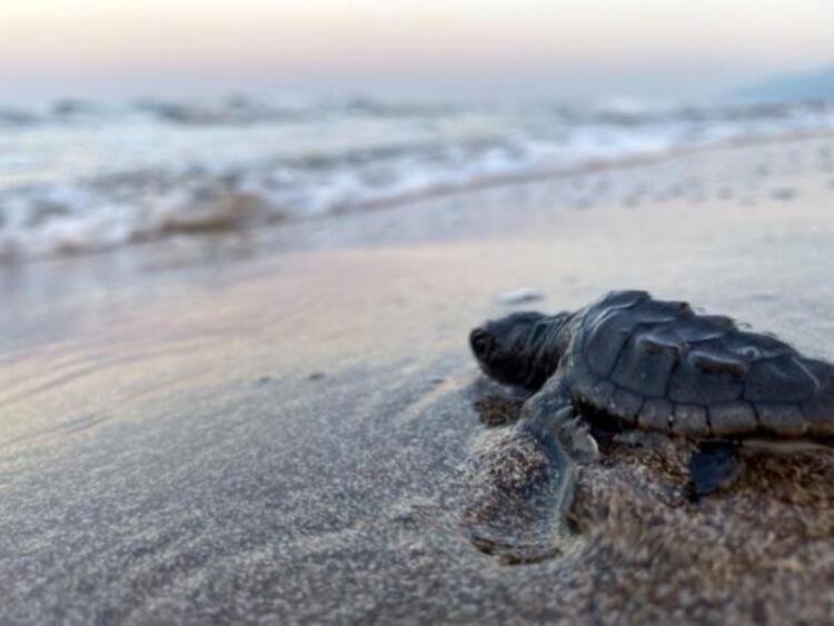 A Caretta caretta turtle heads toward the sea on the beach in Antalya, southern Türkiye, June 1, 2023. (DHA Photo)