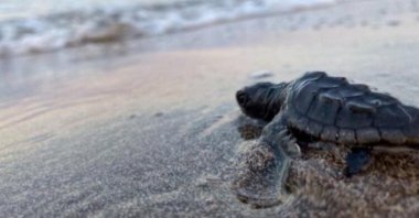 A Caretta caretta turtle heads toward the sea on the beach in Antalya, southern Türkiye, June 1, 2023. (DHA Photo)