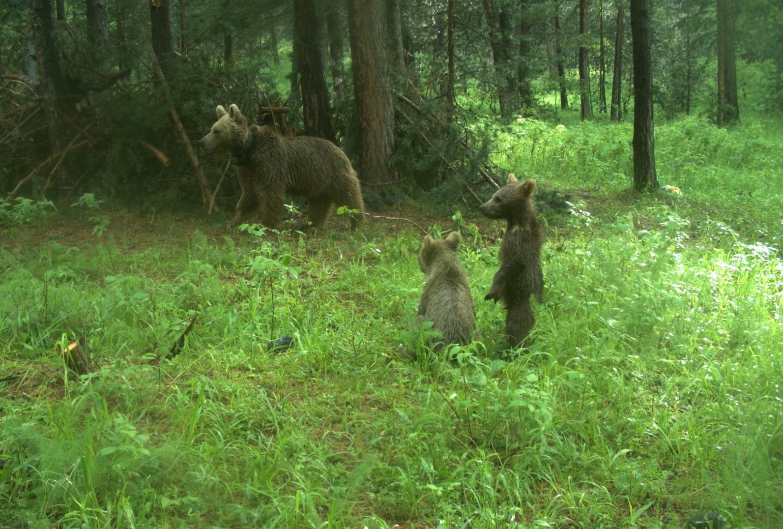 Brown bears tracked by the KuzeyDoğa association are observed in eastern Kars province, Türkiye, June 1, 2023. (AA Photo) 