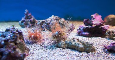 Sea urchins are seen in the Mediterranean Sea, June 2, 2023. (Shutterstock Photo)