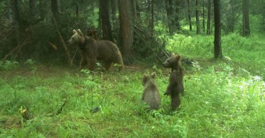 Brown bears tracked by the KuzeyDoğa association are observed in eastern Kars province, Türkiye, June 1, 2023. (AA Photo) 