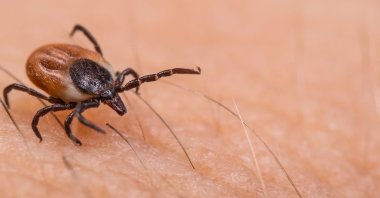 Experts have warned against dangers of ticks with the arrival of hot summer months. (Shutterstock Photo)