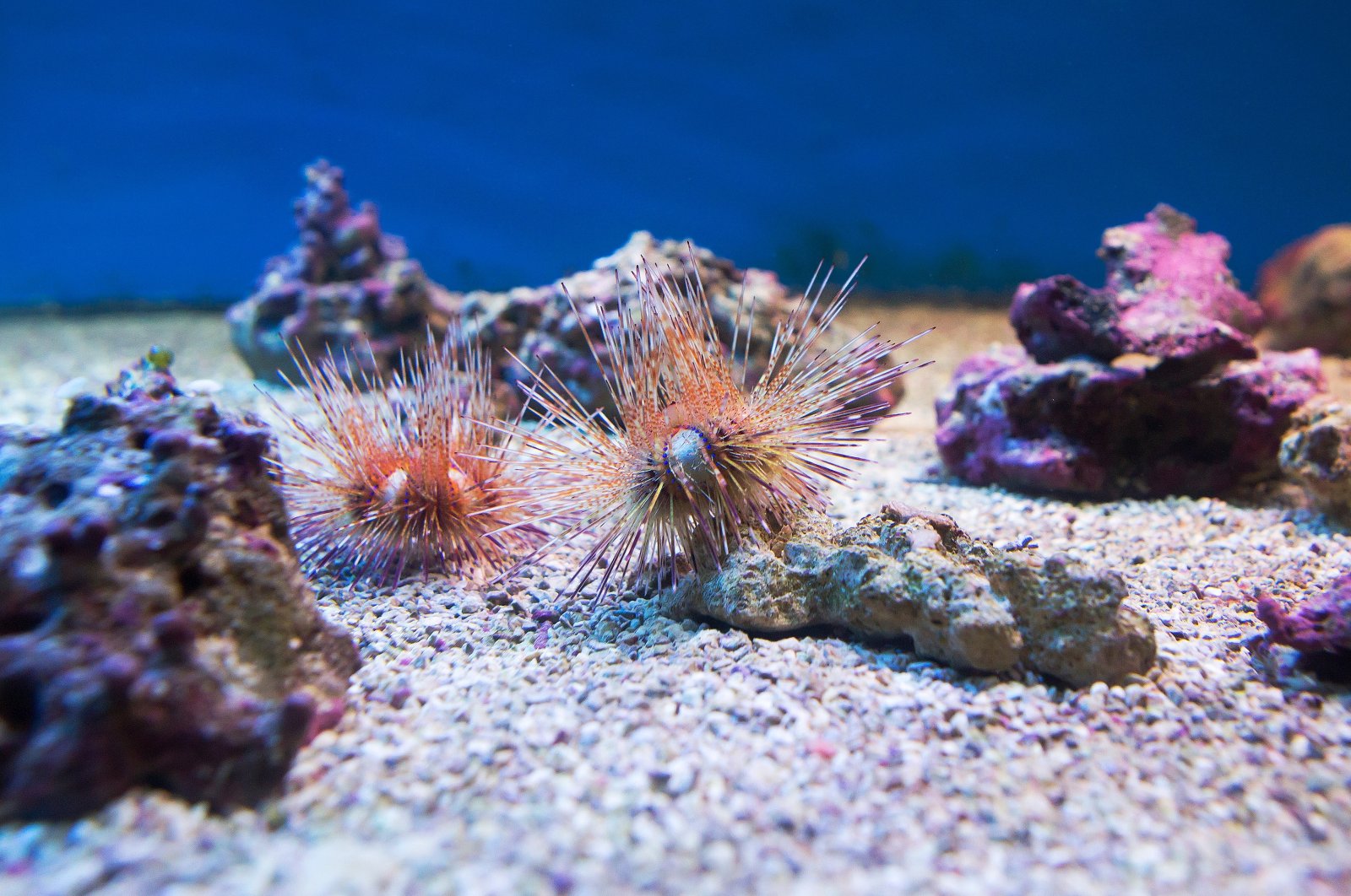 Sea urchins are seen in the Mediterranean Sea, June 2, 2023. (Shutterstock Photo)