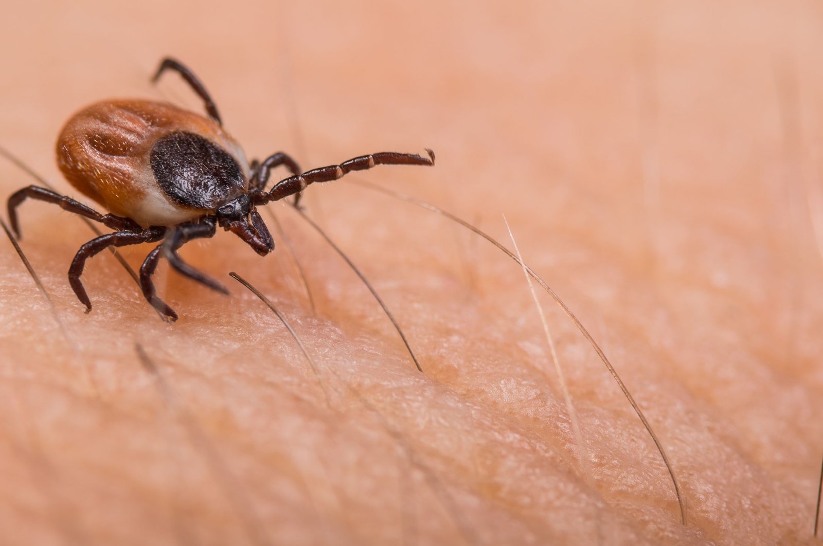 Experts have warned against dangers of ticks with the arrival of hot summer months. (Shutterstock Photo)