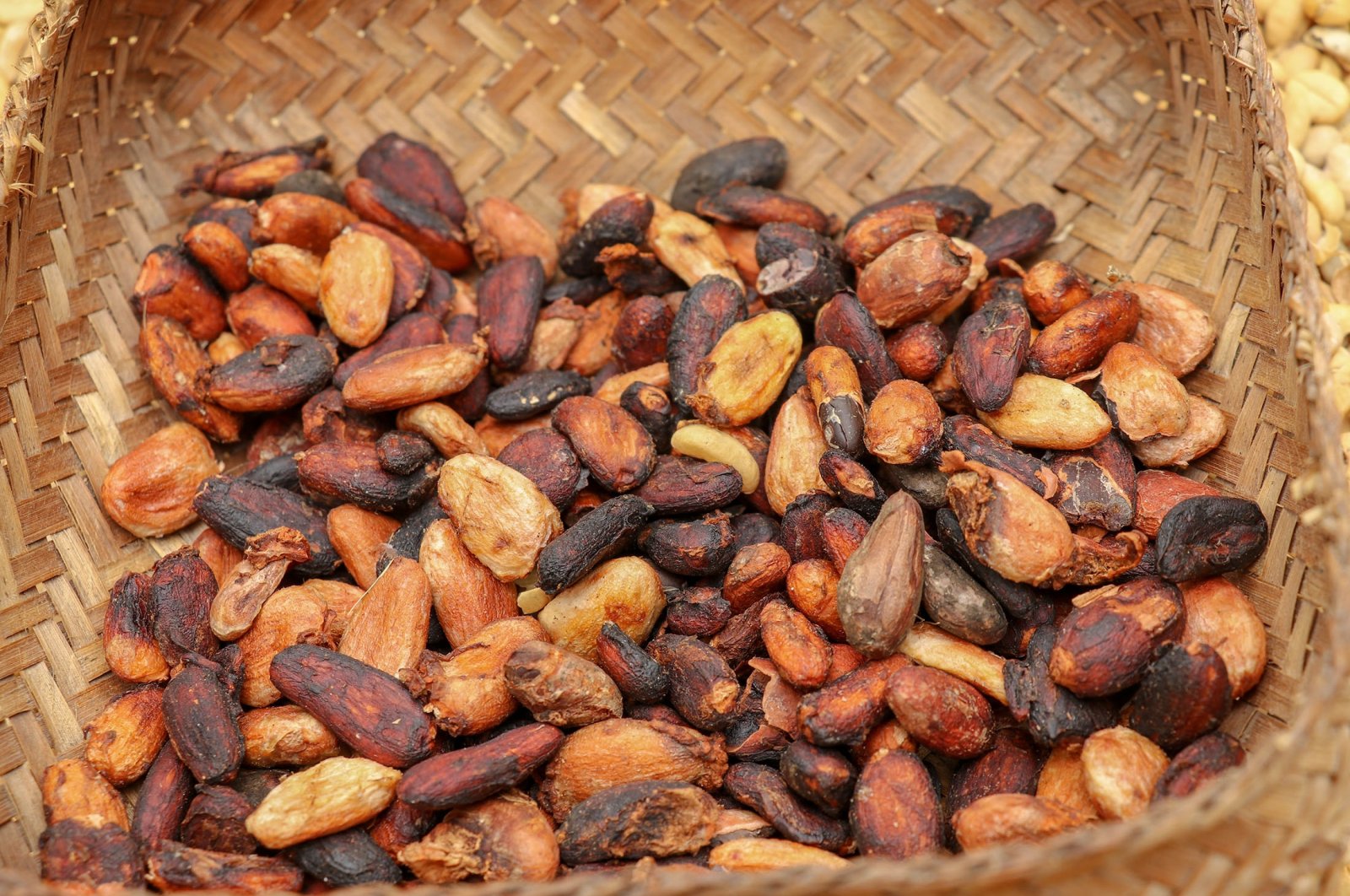 Processed cocoa bean shells may hold the promise of mitigating climate change. (Shutterstock Photo)