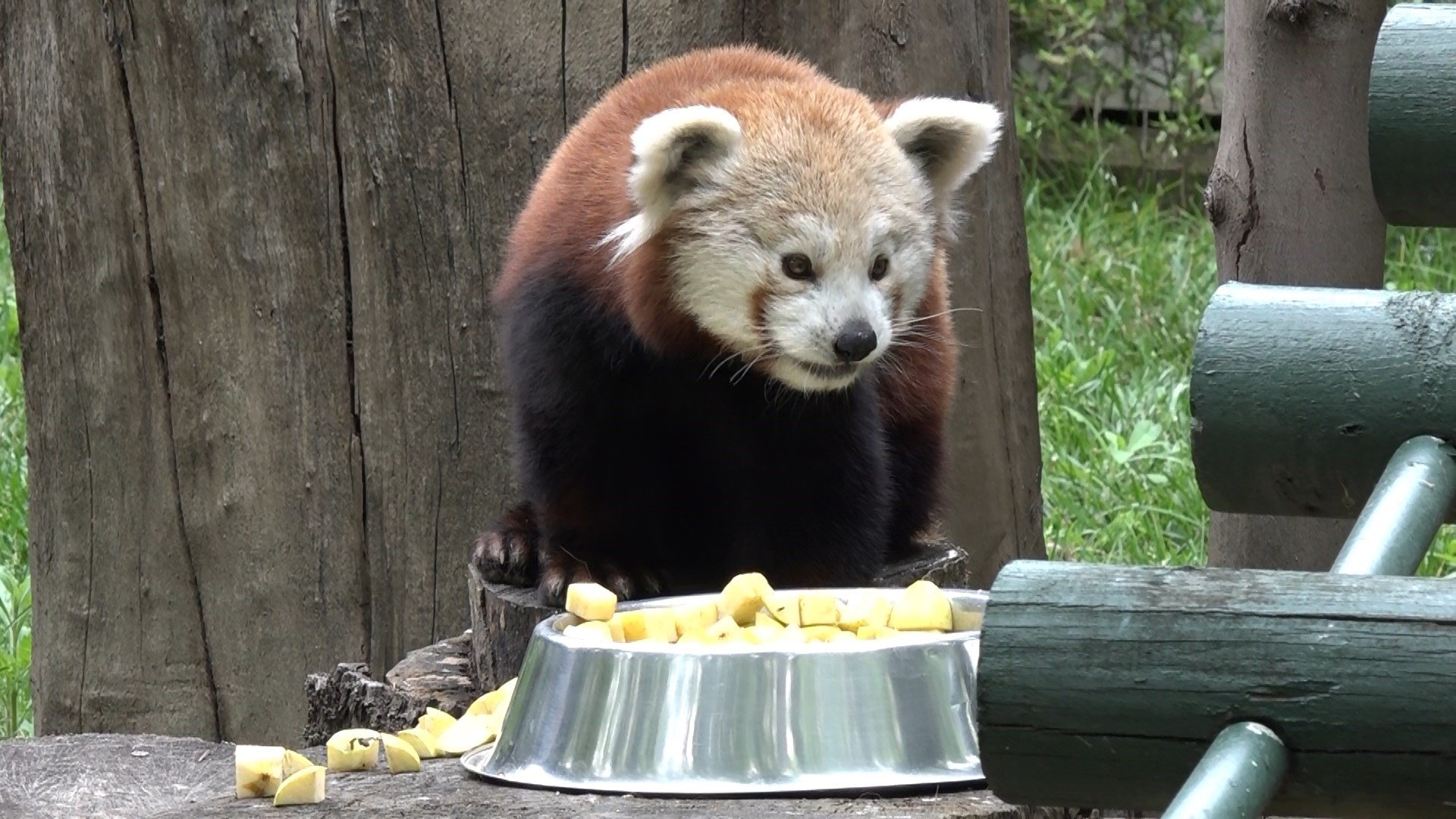 Panda merah jantan yang dibawa dari Hongaria sedang diberi makan di kebun binatang di Bursa, Türkiye, 05 Juni 2023. (Foto IHA)