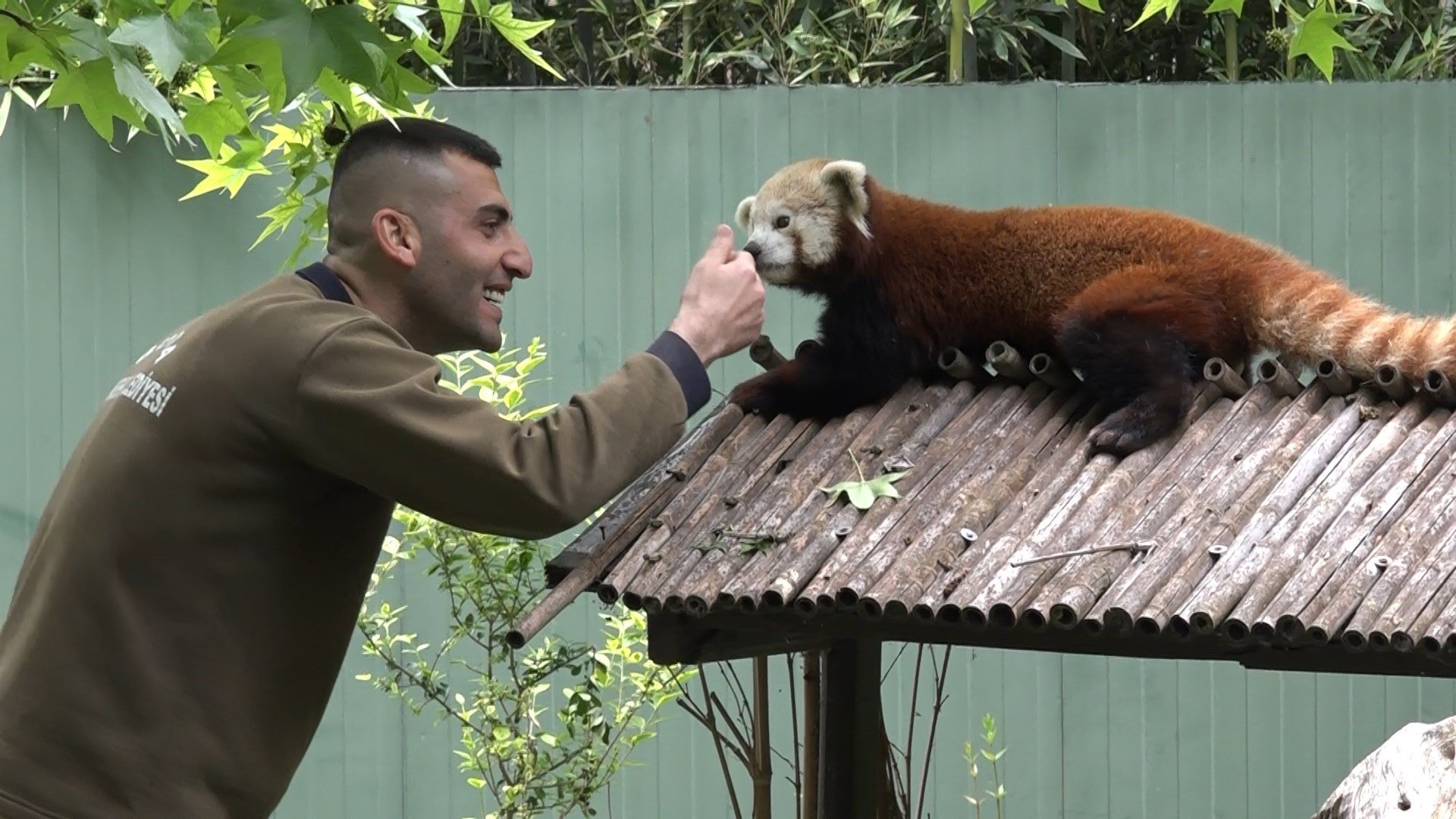 Seekor panda merah yang dibawa dari Hongaria terlihat bersama seorang penjaga di kebun binatang di Bursa, Türkiye, 5 Juni 2023. (Foto IHA)