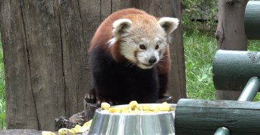 A male red panda brought from Hungary is being fed at the zoo in Bursa, Türkiye, June 05, 2023. (IHA Photo)