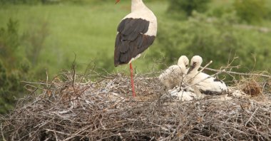 A stork and her chicks in their nest in Beyşehir Valley, Konya, central Türkiye, June 4, 2023. (AA Photo)