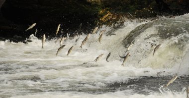 Pearl mullet swim upstream toward Lake Van, Van, Türkiye, June 6, 2023. (DHA Photo)