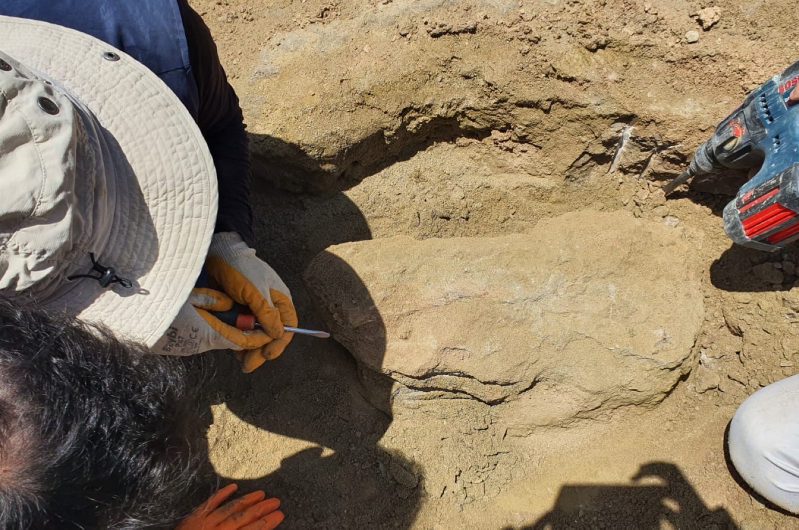 Fosil badak berusia 28 juta tahun ditemukan di wilayah Laut Hitam Türkiye